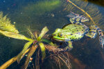 <i>Rana esculenta</i> L. (syn. <i>Pelophylax esculentus</i>L., Ranidae - Echte Frösche) - Teichfrosch, keine biologische Art, sondern eine Hybride aus dem Seefrosch (<i>Pelophylax ridibundus</i> (Pallas)) und dem Kleinen Wasserfrosch (<i>Pelophylax lessonae</i> (Camerano)); Verbreitung: Ost- und Mitteleuropa - Foto: Wolfgang Stuppy; ©RUB