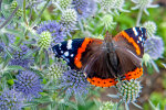 Admiral (<i>Vanessa atalanta</i>); Foto: W. Stuppy