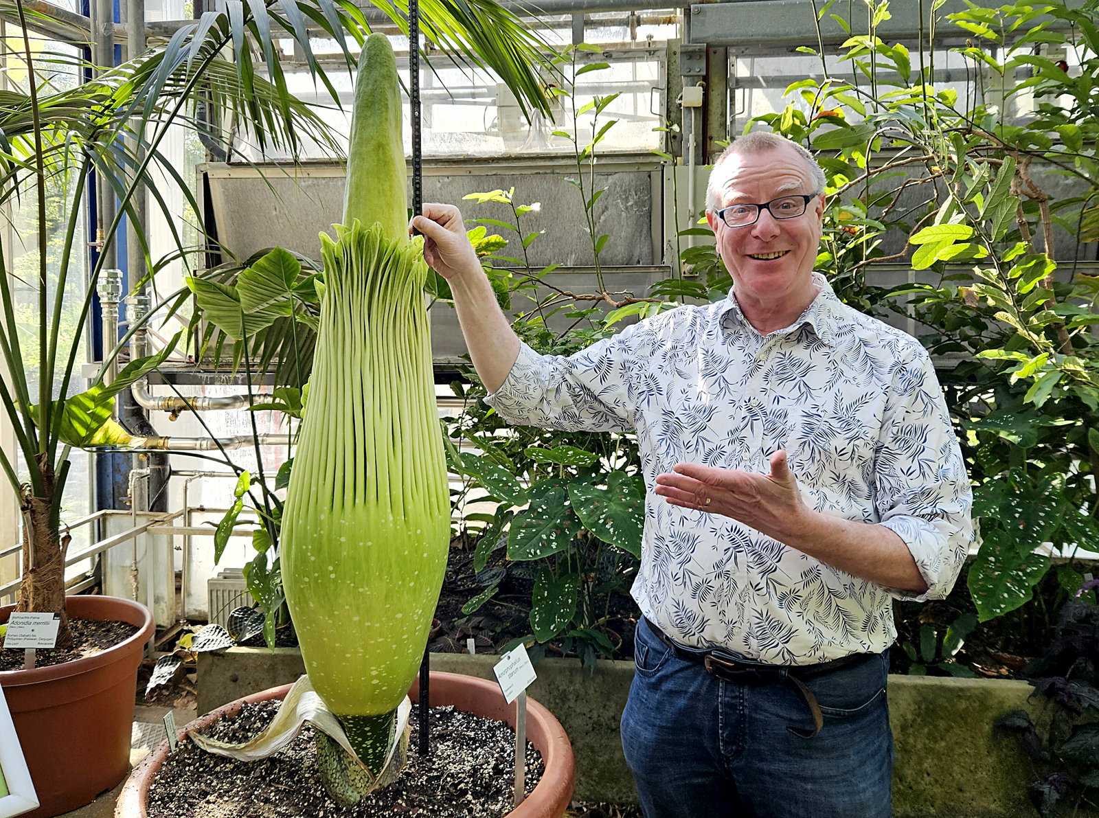 Amorphophallus titanum