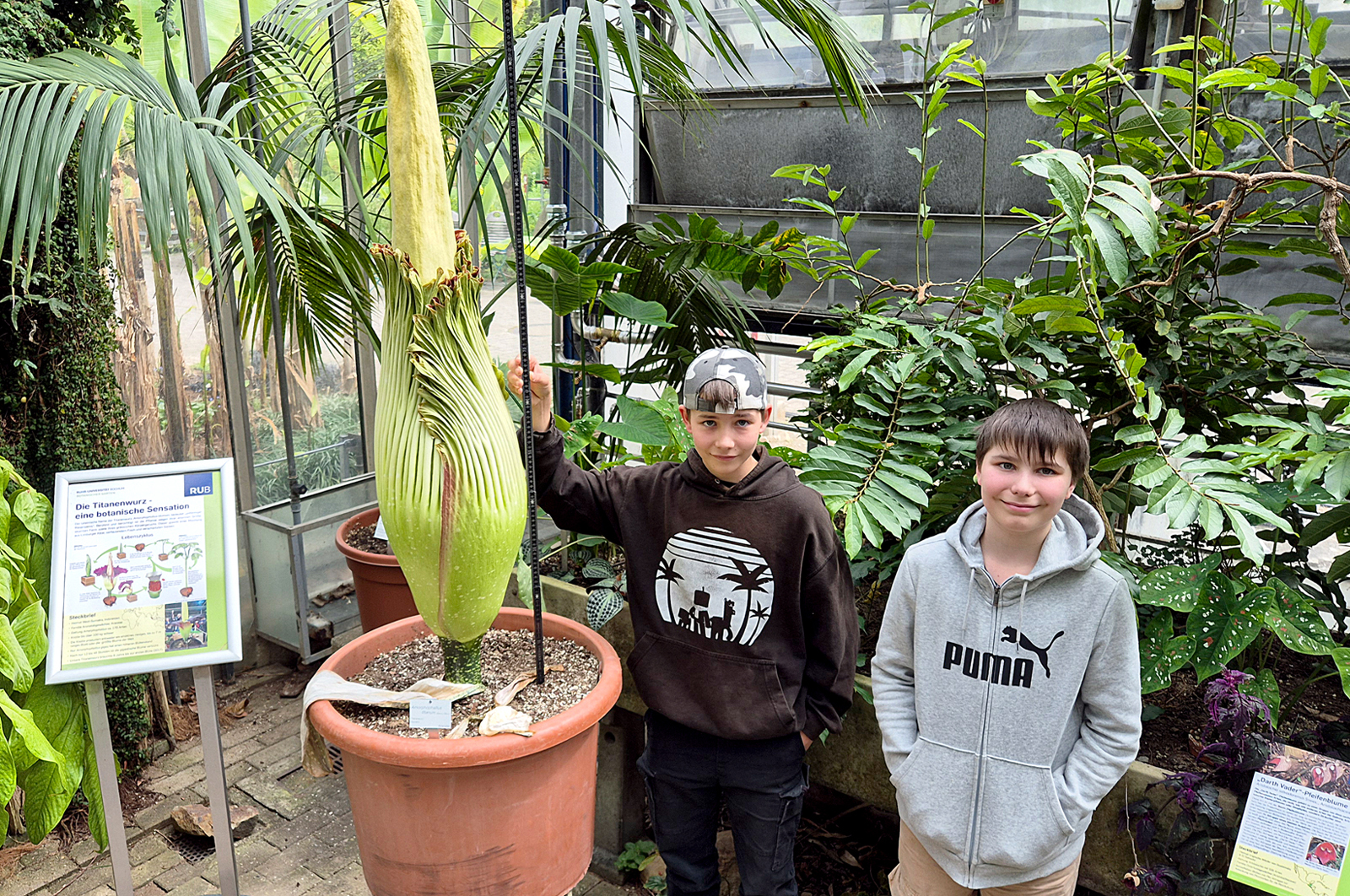 Amorphophallus titanum
