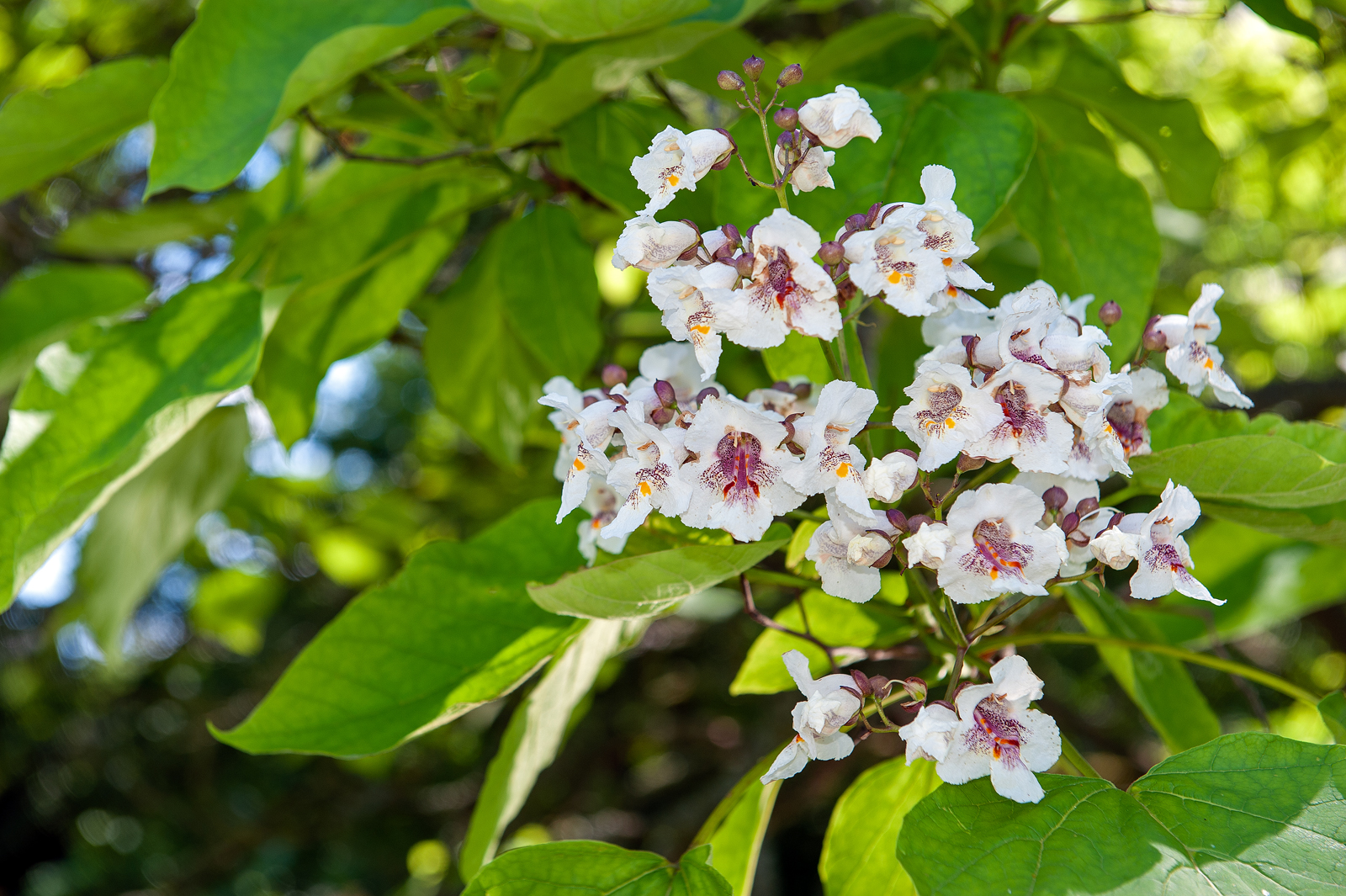 Catalpa_bignonioides
