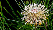 <i>Isopogon dawsonii</i> R.T.Baker (Proteaceae) - Nepean Cone Bush; Heimat: New South Wales (Australien) - Foto: Wolfgang Stuppy; ©RUB