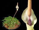 <i>Amorphophallus ongsakulii</i> Hett. & A.Galloway (Araceae); Heimat: Laos - Foto: Wolfgang Stuppy; ©RUB