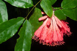 <i>Brownea grandiceps</i> Jacq. (Fabaceae) - Rose von Venezuela; Heimat: Südamerika - Foto: Wolfgang Stuppy; ©RUB