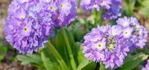 <i>Primula denticulata</i> Sm. (Primulaceae) - Kugel-Primel; Heimat: Afghanistan bis Süd-China - Foto: Wolfgang Stuppy; ©RUB