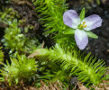 <i>Mayaca fluviatilis</i> Aublet (Mayacaceae) - Fluss-Mooskraut; Heimat: tropisches und subtropisches Amerika - Foto: Wolfgang Stuppy; ©RUB
