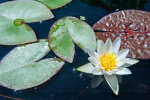 <i>Nymphaea alba</i> L. (Nymphaeaceae) - Weiße Seerose; Heimat: Europa bis westlicher Himalaya, Nordafrika - Foto: Wolfgang Stuppy; ©RUB