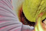 <i>Amorphophallus titanum</i> (Becc.) Becc. (Araceae) - Titanenwurz-Blüte, Botanischer Garten am 10.09.2017 - Foto: Wolfgang Stuppy; ©RUB