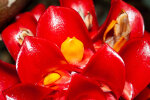 <i>Tapeinochilos ananassae</i> (Hassk.) K.Schum. (Costaceae) - Heimat: Maluku (Molukken) bis Nord-Queensland - Foto: Wolfgang Stuppy; ©RUB