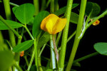 <i>Arachis hypogaea</i> L. (Fabaceae) - Erdnuss; Heimat: Zentral-Brasilien - Foto: Wolfgang Stuppy; ©RUB