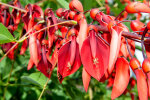 <i>Erythrina crista-galli</i> L. (Fabaceae) - Korallenbaum; Heimat: Brasilien bis Nord-Argentinien - Foto: Wolfgang Stuppy; ©RUB