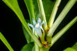 <i>Myrmephytum selebicum</i> (Becc.) Becc. (Rubiaceae); Heimat: Philippinen bis Sulawesi - Foto: Wolfgang Stuppy; ©RUB