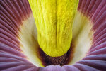 <i>Amorphophallus titanum</i> (Becc.) Becc. (Araceae) - Titanenwurz-Blüte, Botanischer Garten am 10.09.2017 - Foto: Wolfgang Stuppy; ©RUB