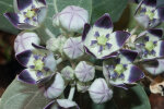 <i>Calotropis pocera</i> (Aiton) W.T.Aiton (syn. <i>Asclepias procera</i> Aiton, Apocynaceae) - Oscher, Fettblattbaum; Heimat: Makaronesien, Afrika bis Indochina - Foto: Wolfgang Stuppy; ©RUB