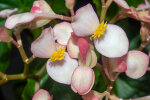 <i>Begonia majungaensis</i> Guillaumin (Begoniaceae); Heimat: Madagaskar - Foto: Wolfgang Stuppy; ©RUB