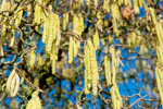 <i>Corylus avellana 'Contorta'</i> L. (Betulaceae) - Korkenzieherhasel, Zuchtform der Gemeinen Hasel - Foto: Wolfgang Stuppy; ©RUB