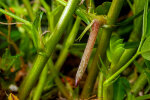 <i>Arachis hypogaea</i> L. (Fabaceae) - Erdnuss; Heimat: Zentral-Brasilien - junge Frucht auf dem Weg in die Erde - Foto: Wolfgang Stuppy; ©RUB