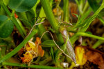 <i>Arachis hypogaea</i> L. (Fabaceae) - Erdnuss; Heimat: Zentral-Brasilien - junge Frucht auf dem Weg in die Erde - Foto: Wolfgang Stuppy; ©RUB