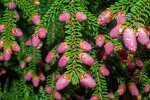 <i>Picea orientalis</i> (L.) Peterm. (Pinaceae) - Kaukasus-Fichte, männliche Zapfen; Heimat: Nord-Türkey bis Kaukasus - Foto: Wolfgang Stuppy; ©RUB