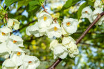 <i>Halesia carolina</i> L. (syn. <i>H. monticola</i> (Rehder) Sarg.), Styracaceae) - Schneeglöckchenbaum; Heimat: südost-USA - Foto: Wolfgang Stuppy; ©RUB