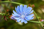 <i>Cichorium intybus</i> L. (Asteraceae) - Gemeine Wegwarte; Heimat: Eurasien und Nordafrika - Foto: Wolfgang Stuppy; ©RUB