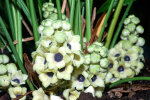 <i>Peliosanthes teta</i> Andrews (Asparagaceae); Heimat: Sikkim bis Süd-China und West-Malesia - Foto: Wolfgang Stuppy; ©RUB