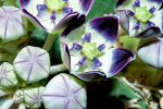 <i>Calotropis pocera</i> (Aiton) W.T.Aiton (syn. <i>Asclepias procera</i> Aiton, Apocynaceae) - Oscher, Fettblattbaum; Heimat: Makaronesien, Afrika bis Indochina - Foto: Wolfgang Stuppy; ©RUB