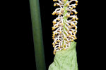 <i>Taccarum weddellianum</i> Brongn. ex Schott (Araceae) - Wedelblütiger Aronstab; Heimat: Südamerika - Foto: Wolfgang Stuppy; ©RUB