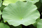 <i>Nelumbo nucifera</i> Gaertn. (Nelumbonaceae) - Indische Lotosblume, Schildblatt; Heimat: Asien, Australien - Foto: Wolfgang Stuppy; ©RUB