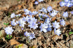 <i>Hepatica nobilis</i> Schreb. (syn. <i>Anemone hepatica</i> L. Ranunculaceae) - Leberblümchen; Heimat: Europa bis Sibirien - Foto: Wolfgang Stuppy; ©RUB