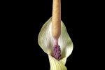 <i>Amorphophallus ongsakulii</i> Hett. & A.Galloway (Araceae); Heimat: Laos - Foto: Wolfgang Stuppy; ©RUB