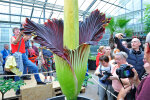 <i>Amorphophallus titanum</i> (Becc.) Becc. (Araceae) - Titanenwurz-Blüte, Botanischer Garten am 10.09.2017 - Foto: Wolfgang Stuppy; ©RUB