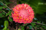 <i>Brownea grandiceps</i> Jacq. (Fabaceae) - Rose von Venezuela; Heimat: Südamerika - Foto: Wolfgang Stuppy; ©RUB