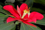 <i>Euphorbia punicea</i>SwL. (Euphorbiaceae) - Jamaican Poinsettia; Heimat: Jamaica - Foto: Wolfgang Stuppy; ©RUB