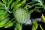<i>Agathis australis</i> (D.Don) Lindl. (Araucariaceae) - Neuseeländischer Kauri-Baum; Heimat: Neuseeland (Nordinsel) - Foto: Wolfgang Stuppy; ©RUB