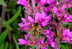 <i>Lythrum salicaria</i> L. (Lythraceae) - Blutweiderich; Heimat: gemäßigtes Eurasien, Nordwest-Afrika und Äthiopien - Foto: Wolfgang Stuppy; ©RUB
