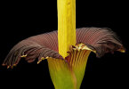 <i>Amorphophallus titanum</i> (Becc.) Becc. (Araceae) - Titanenwurz-Blüte, Botanischer Garten am 10.09.2017 - Foto: Wolfgang Stuppy; ©RUB