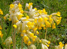 <i>Primula veris</i> L. (Primulaceae) - Echte Schlüsselblume; Heimat: Europa - Foto: Wolfgang Stuppy; ©RUB