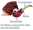 <i>Aristolochia arborea</i> Linden (Aristolochiaceae) - Baum-Pfeifenblume, Längsschnitt durch Blüte; Heimat: S-Mexiko - Foto: Wolfgang Stuppy; ©RUB