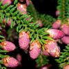 <i>Picea orientalis</i> (L.) Peterm. (Pinaceae) - Kaukasus-Fichte, männliche Zapfen; Heimat: Nord-Türkey bis Kaukasus - Foto: Wolfgang Stuppy; ©RUB