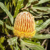 <i>Banksia menziesii</i> R.Br. (Proteaceae) - Feuerholz-Banksie; Heimat: West-Australien - Foto: Wolfgang Stuppy; ©RUB