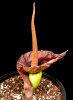 <i>Amorphophallus henryi</i> N.E.Br. (Araceae); Heimat: Taiwan - Foto: Wolfgang Stuppy; ©RUB