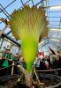 <i>Amorphophallus titanum</i> (Becc.) Becc. (Araceae) - Titanenwurz-Blüte, Botanischer Garten am 10.09.2017 - Foto: Wolfgang Stuppy; ©RUB
