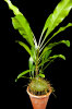<i>Myrmephytum selebicum</i> (Becc.) Becc. (Rubiaceae); Heimat: Philippinen bis Sulawesi - Foto: Wolfgang Stuppy; ©RUB