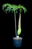 <i>Taccarum weddellianum</i> Brongn. ex Schott (Araceae) - Wedelblütiger Aronstab; Heimat: Südamerika - Foto: Wolfgang Stuppy; ©RUB