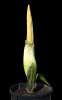 <i>Amorphophallus titanum</i> (Becc.) Becc. (Araceae) - Titanenwurz kurz vorm Aufblühen; Heimat: Sumatra (Indonesien) - Foto: Wolfgang Stuppy; ©RUB