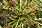 <i>Dionaea muscipula</i> J.Ellis (Droseraceae) - Venusfliegenfalle; Heimat: Südost-USA (North Carolina bis South Carolina) - Foto: Wolfgang Stuppy; ©RUB