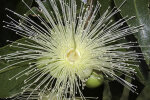 <i>Syzygium jambos</i> (L.) Alston (Myrtaceae) - Javaapfel; Rosenapfel; Heimat: Süd-China bis West-Malesien - Foto: Wolfgang Stuppy; ©RUB