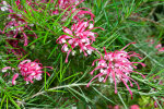 <i>Grevillea rosmarinifolia</i> R.Cunn. (Proteaceae) - Rosmarin-Silbereiche; Heimat: Australien - Foto: Wolfgang Stuppy; ©RUB