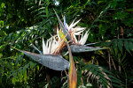 <i>Strelitzia nicolai</i> Regel & Körn. (Strelitziaceae) - Baum-Strelitzie; Heimat: südliches Afrika - Foto: Wolfgang Stuppy; ©RUB